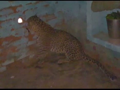 Leopard police involved in the investigation